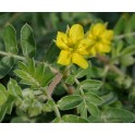 Tribulus terrestris (Gulsčioji ragužė)( milteliais) 60g