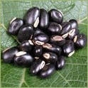 Kapikachu (Mucuna pruriens) milteliais