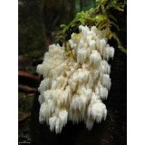 Hericium Karališkasis trapiadyglis 60 g