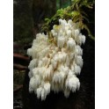 Hericium Karališkasis trapiadyglis 60 g