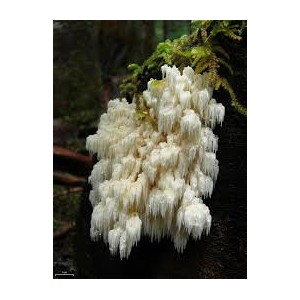 Hericium Karališkasis trapiadyglis 60 g