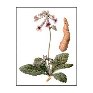 Remanija lipnioji (Rehmannia)  60 g