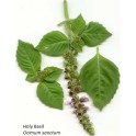 Tulsi - Holy bazil-Šventasis Bazilikas