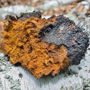 Chaga grybai milteliais