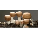 Agaricus blazei grybai milteliais 60g