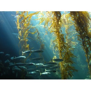 Rudadumblių (Kelp) milteliai, 60g