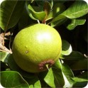  Lucuma vaisiaus milteliai, 60 g