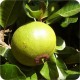  Lucuma vaisiaus milteliai, 60 g